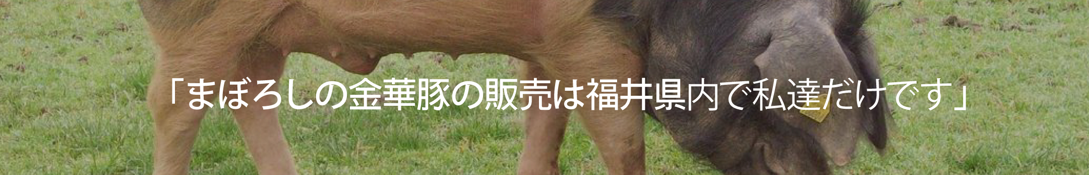 福井の金華豚の取扱店